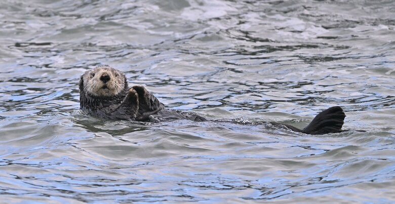 流される時は「ラッコちゃんポーズ」で（画像はイメージ）
