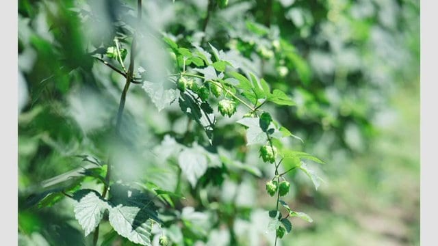 福島県田村市のホップ