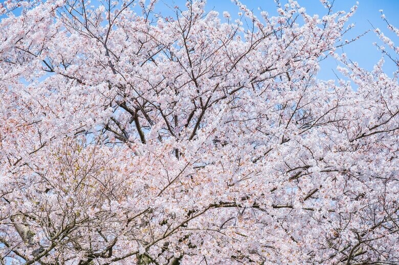 “染井吉野”には約60年で寿命を迎える説がある（画像：イメージ）