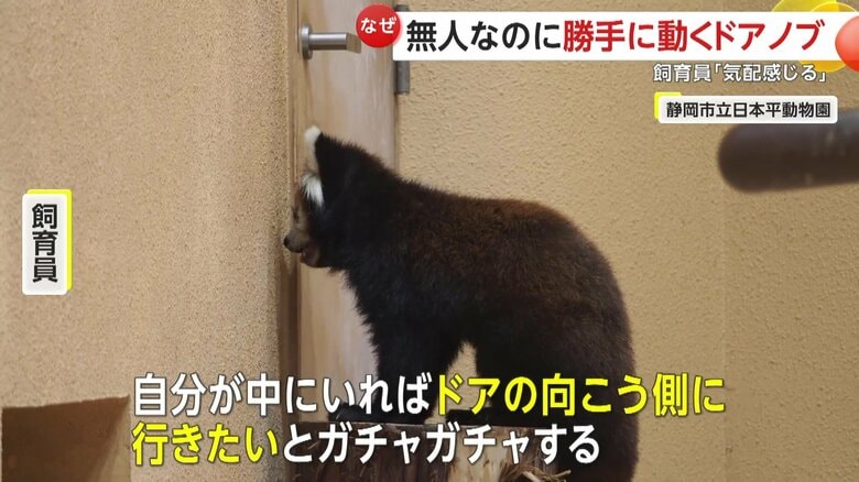 「自分が中にいれば、ドアの向こう側に行きたいと、ガチャガチャすることがある」と話す飼育員