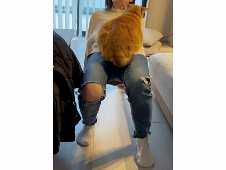 猫を乗せたまま移動する飼い主（提供：＠gupitaroさん）