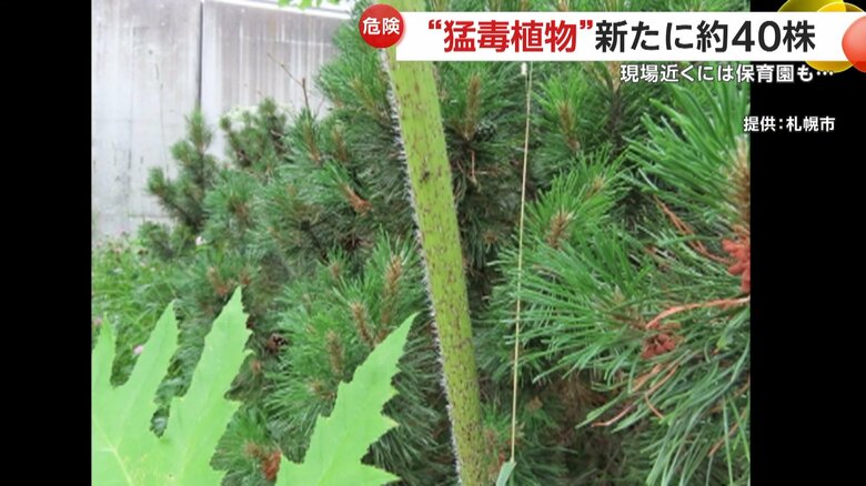 日本名で「バイカルハナウド」とみられる植物