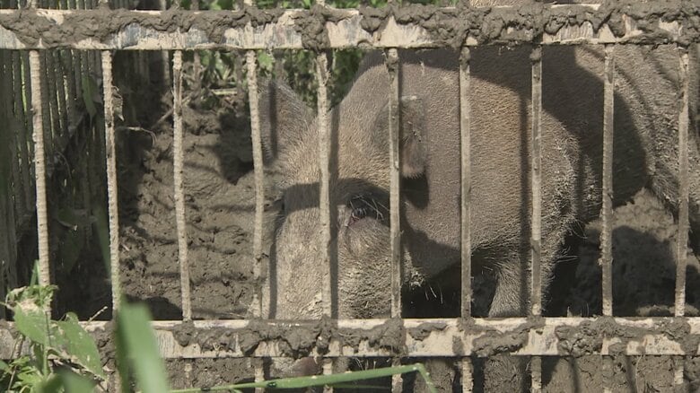 イノシシ（資料画像）