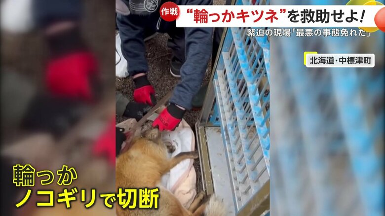 キツネの首の輪っかを切断（提供：中標津町ぷろてくと）