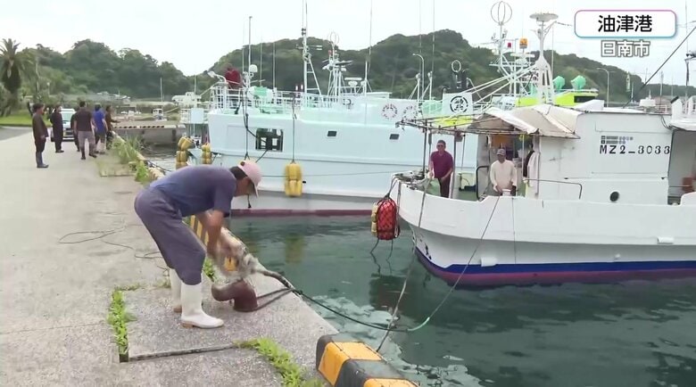 （漁船を岸壁に固定する油津港の漁師）