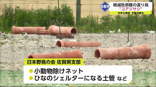 天敵対策でヒナを守る