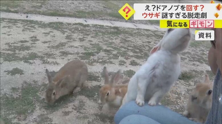 ウサギの前脚ではドアノブをつかめそうにない
