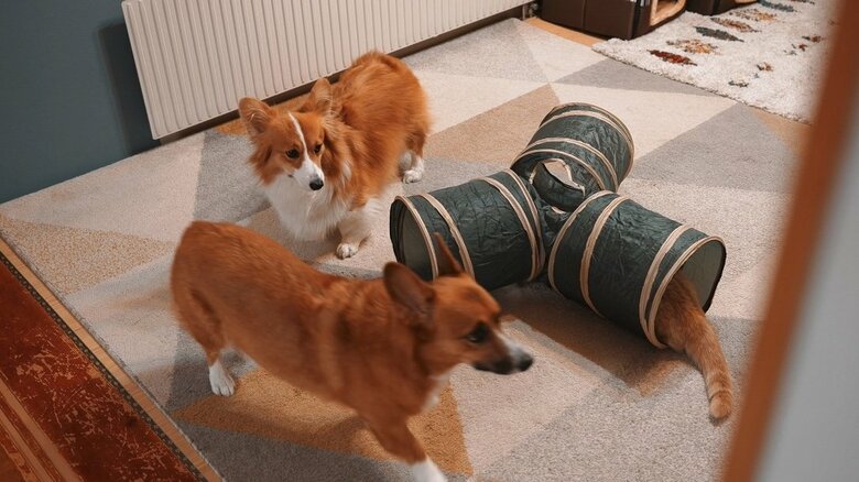 提供：ちい むう ととろさん