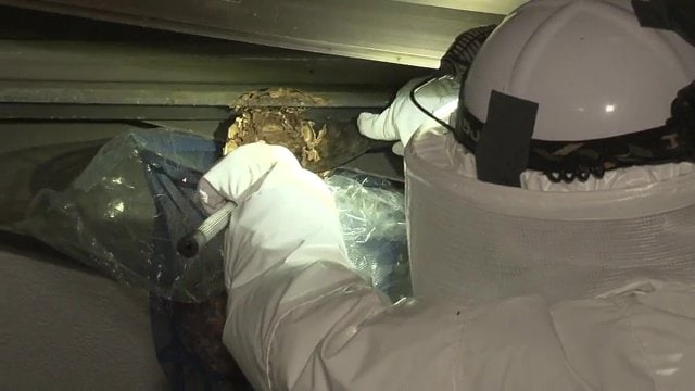 駆除は専門業者に