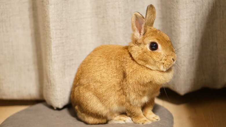 アンジーちゃん（提供：うさぎと暮らしと。さん）