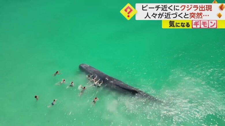 近づいてきた人たちが体にタッチした瞬間、潮ふき上げるクジラ①