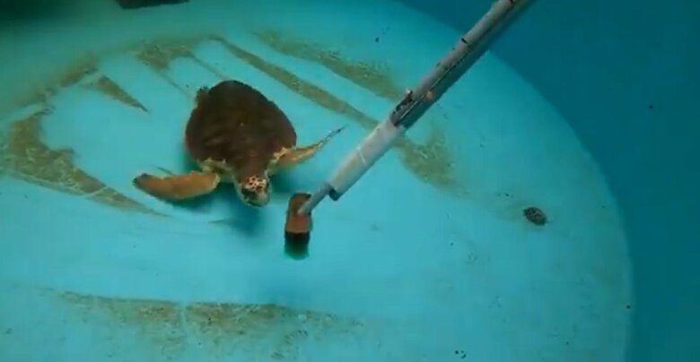 掃除用のブラシを追いかけるだんごちゃん（道の駅ウミガメ公園公式Twitter：@umigamekouenより）