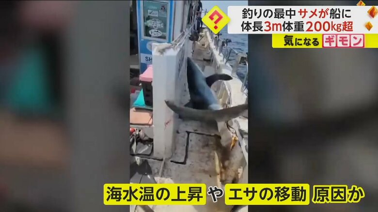 海水温の上昇や、エサの移動が原因でサメの出現が急増