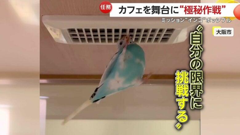 訓練で高みを目指すあおちゃん（映像提供：ことりすまいる）