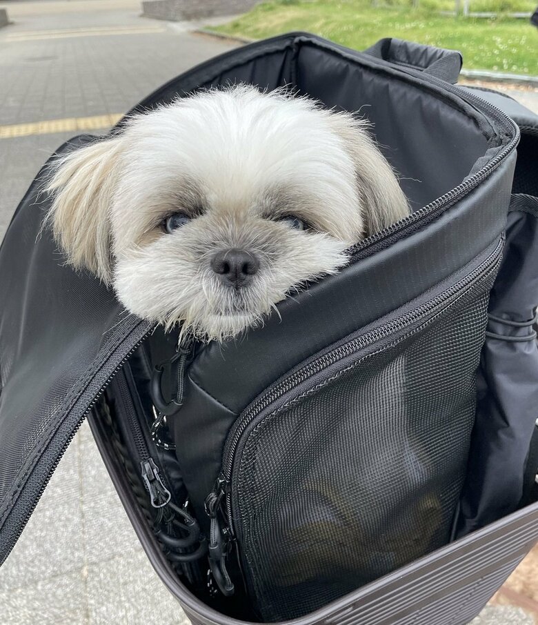 自転車カゴからひょっこり