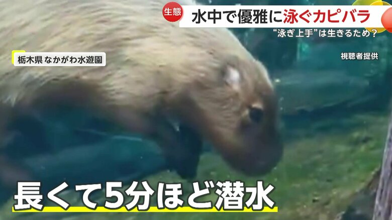 5分も潜水できるカピバラ