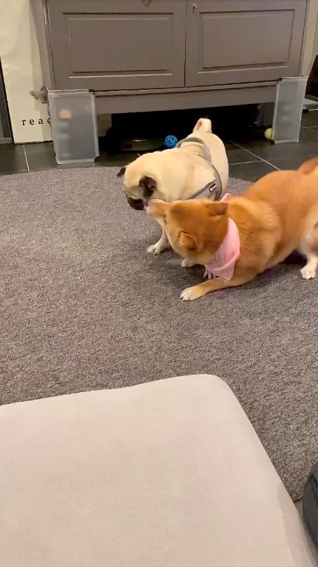 大好きなパグの子が家に来た時（提供：柴犬はらみさん）