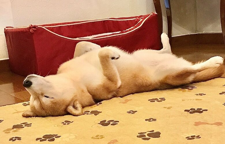 あおむけで爆睡している