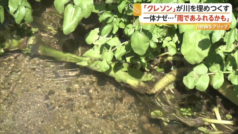 野生化した「クレソン」