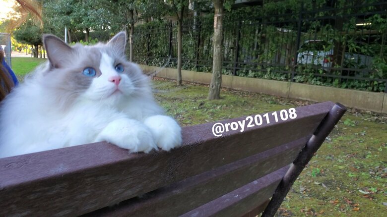 提供：ロイくん@roy201108さん