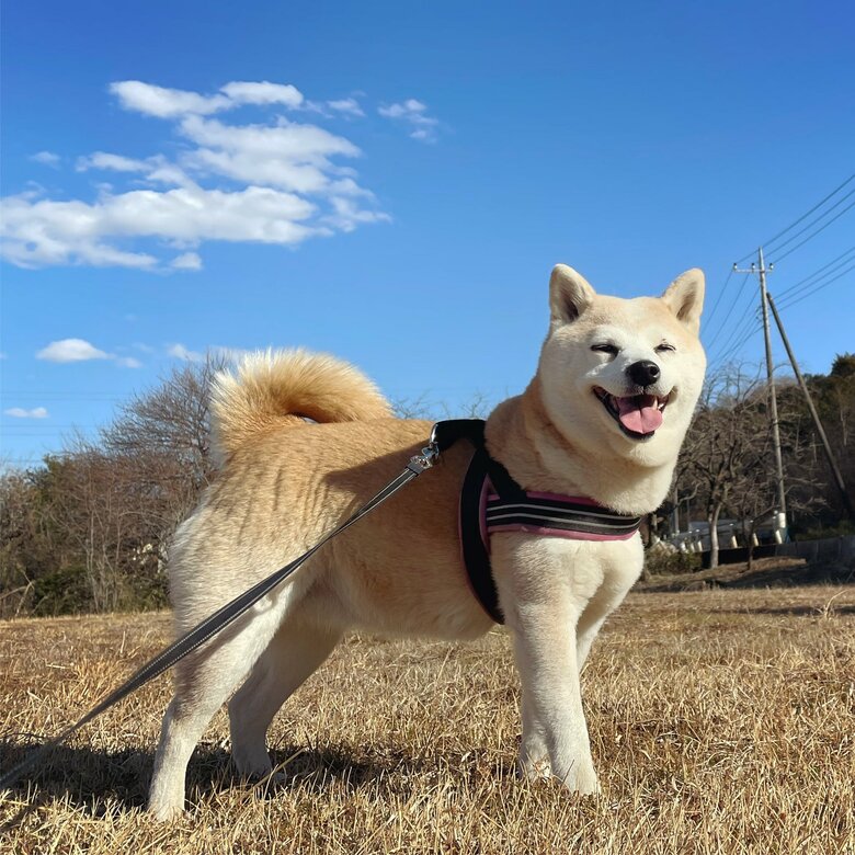 楽しそうに散歩するフクちゃん