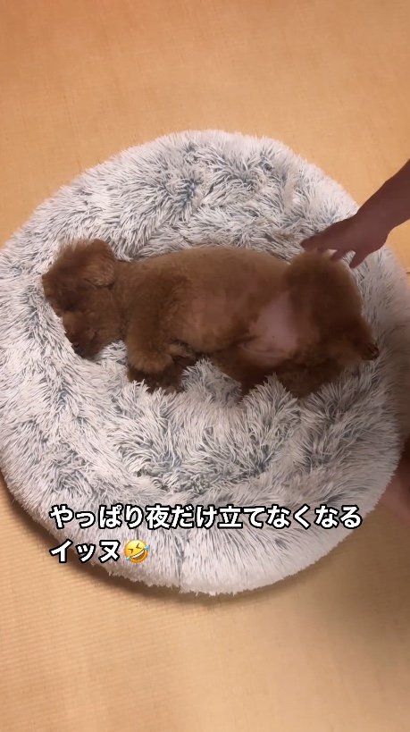 提供：Leo トイプードルさん