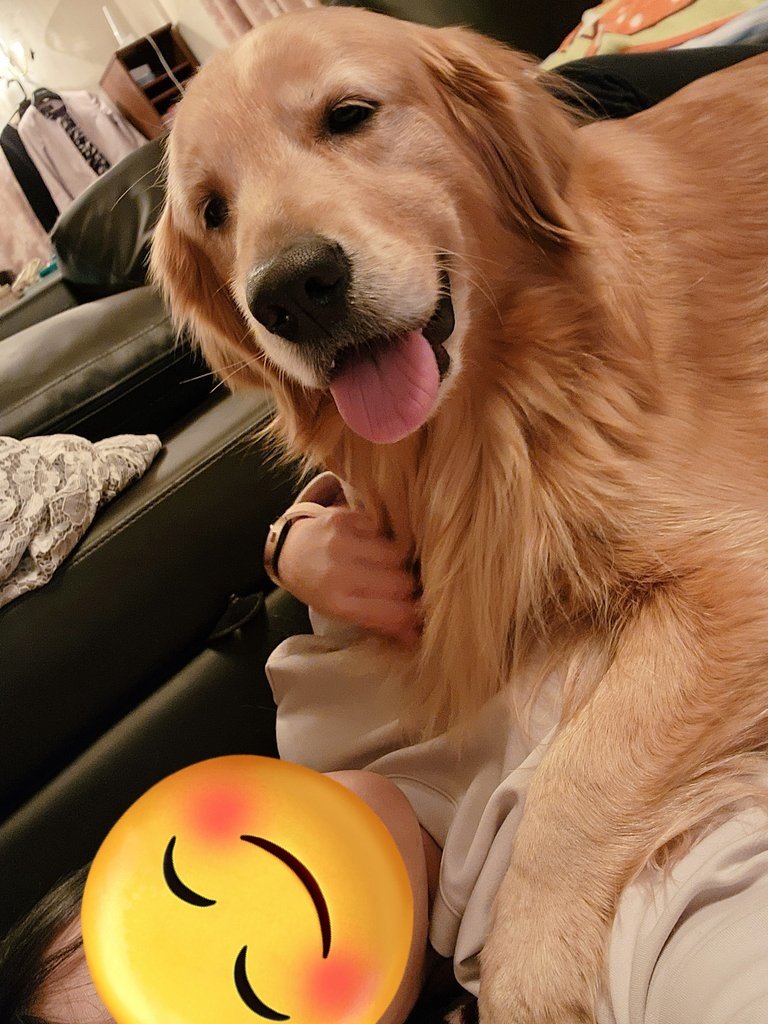 提供：Charlotte@ゴールデンレトリバーさん