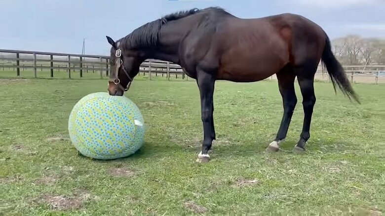 タニノギムレットはツンツンしたり、