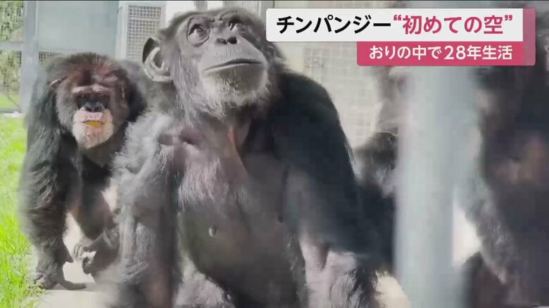 仲間に囲まれながらも、空を気にするかのようなしぐさ
