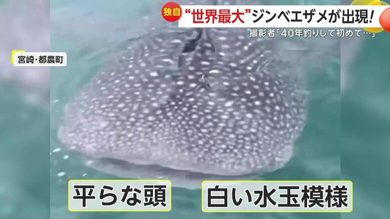 平らな頭と特徴的な白い水玉模様のジンベエザメ（17日、宮崎県・都農町）