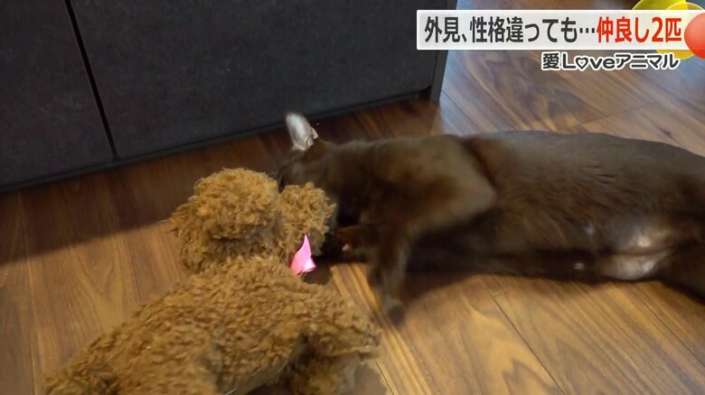 イヌのおもちゃで遊ぶこてつくん