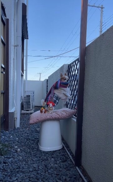 2024年も元気に待ち伏せ中（提供：SORA/ちわわさん）