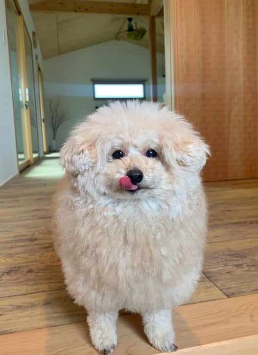 提供：＠tsuru_323さん