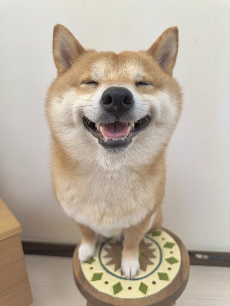 “兄犬”の豆柴・うにくん