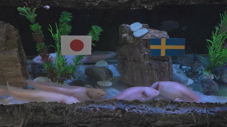 スウェーデン戦は…3-2で日本