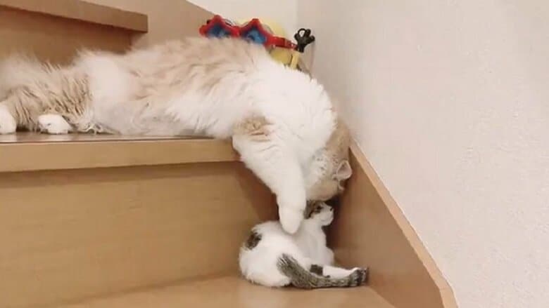 まゆちゃんはぷん太郎くんの頭に顔面をピタリ