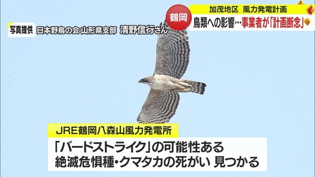 絶滅危惧種・クマタカ（写真提供：日本野鳥の会山形県支部 清野信行さん）