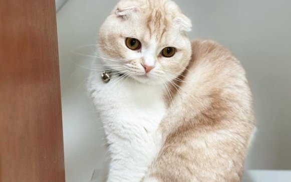 提供：犬と猫の親バカ日記さん