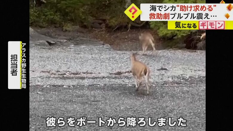 野生生物局に救助され、ボートから降りた2頭のシカ