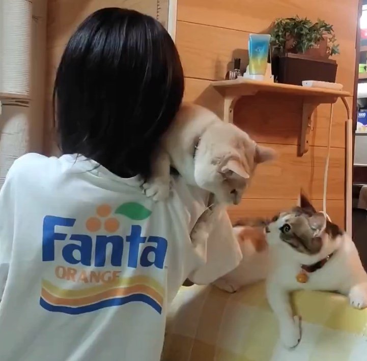 提供：nyaokoさん