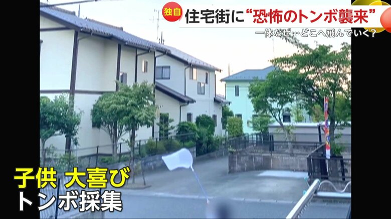 大喜びで虫取り網を振り回し、トンボを捕まえていたという子ども