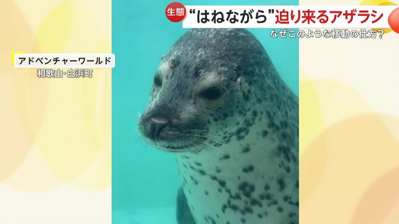 前足が短くなり、独自の歩き方をするアザラシ