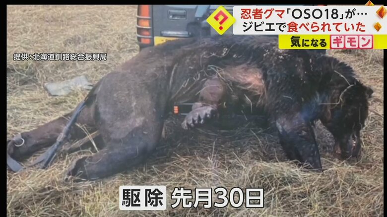 7月30日に駆除された直後のOSO18の写真