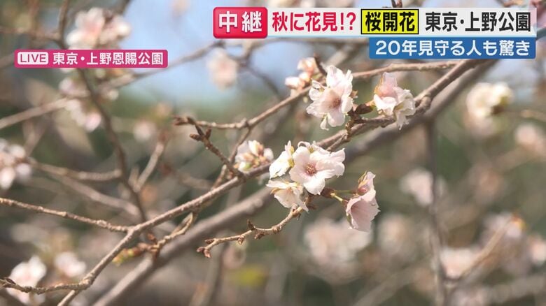東京・上野恩賜公園のヤマザクラの状況（関西テレビ「旬感LIVE とれたてっ！」より）