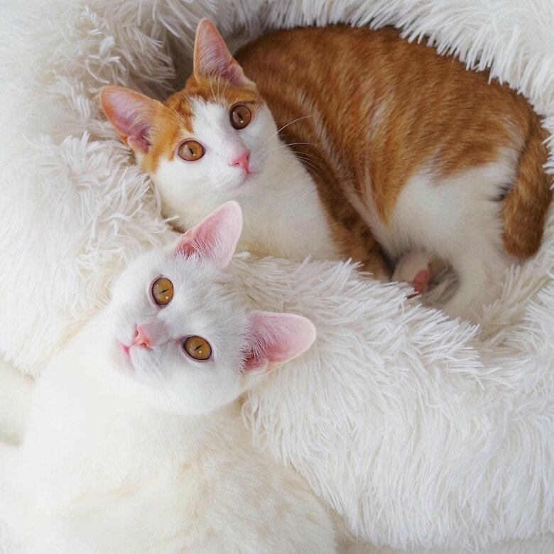 一緒に暮らしている猫と（上：ニコくん）