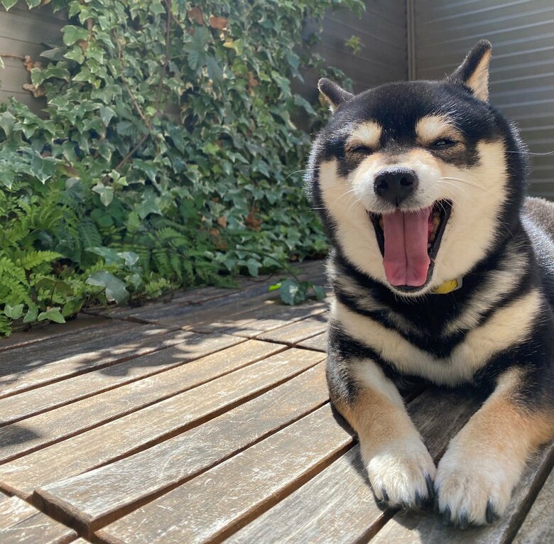 ひなたぼっこであくび