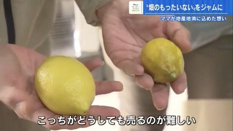 左が出荷用のレモンで、右が規格外のレモン