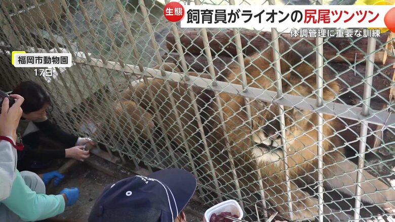 暴れることなく落ち着いた様子でエサを食べるチャチャ丸