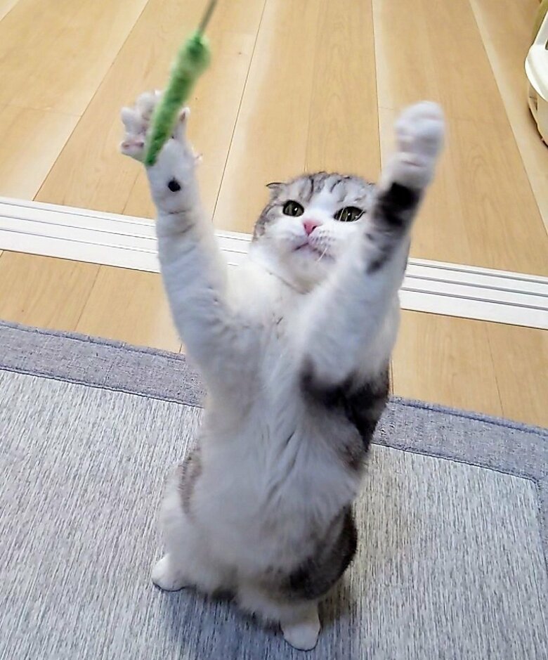 猫じゃらしで遊ぶ倫太郎くん