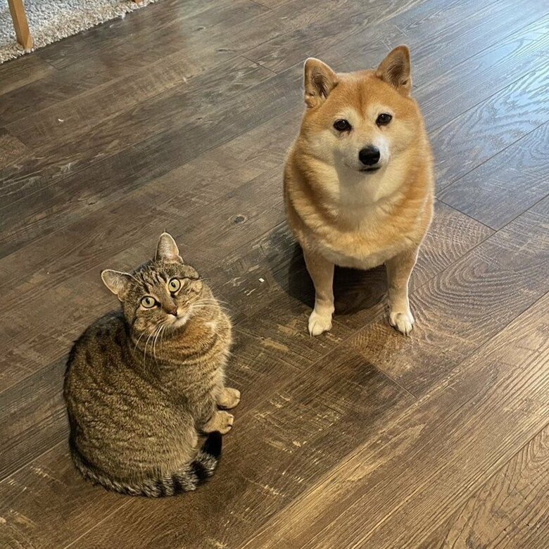 同居猫とも仲良し